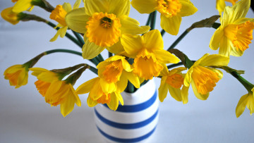 Картинка цветы нарциссы желтые весна букет