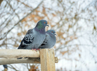 Картинка голуби животные птицы зима