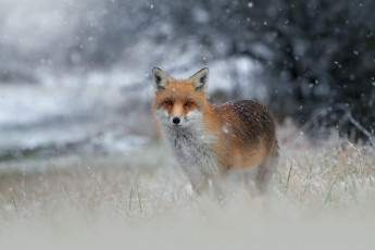 Картинка животные лисы лис