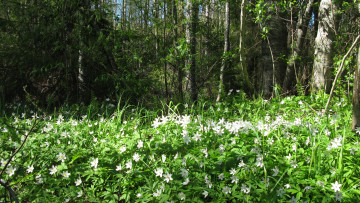 Картинка лес природа весна май карелия подснежники цветы