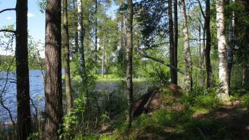 Картинка озеро+щучье природа реки озера озеро лес берег муравейник лето карельский перешеек июнь