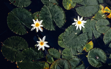 Картинка цветы лилии+водяные +нимфеи +кувшинки вода лилии водяные белые листья