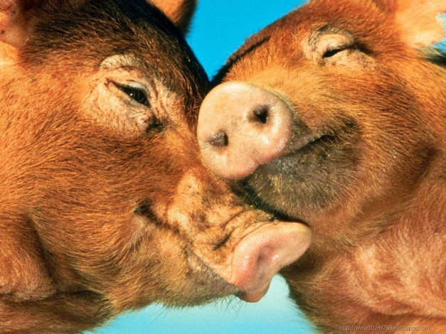 Обои картинки фото дружба, животные, свиньи, кабаны