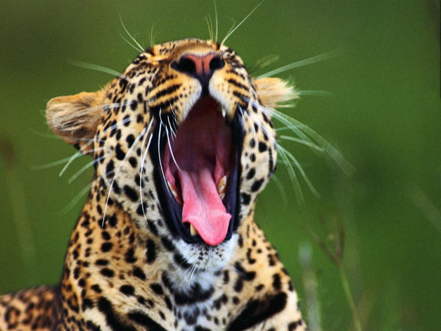 Обои картинки фото животные, леопарды, леопард, морда, зевает