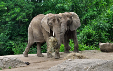Картинка животные слоны обед сено большой пара