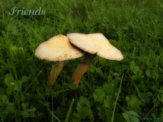 Обои картинки фото природа, грибы, трава