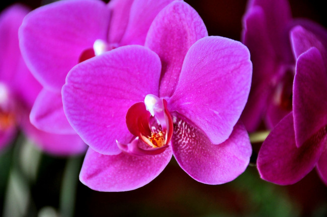 Обои картинки фото цветы, орхидеи, розовый, яркий