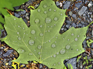 Картинка природа листья камни капли лист