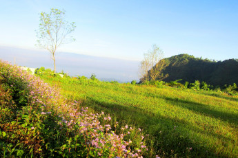 Картинка early morning mountain scenery природа луга дерево цветы луг трава