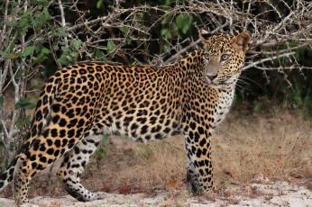 Картинка животные леопарды леопард leopard профиль морда взгляд пятна хищник песок трава кусты колючки