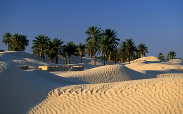 Картинка природа пустыни пальмы барханы оазис пустыня