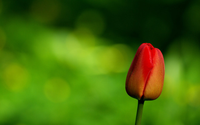 Обои картинки фото цветы, тюльпаны, тюльпан