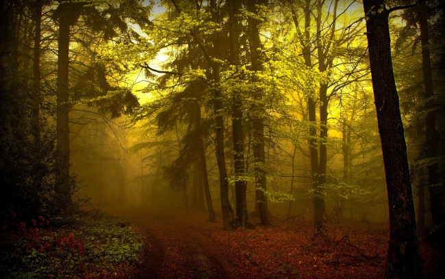 Обои картинки фото forest, природа, лес, полумрак, дорога