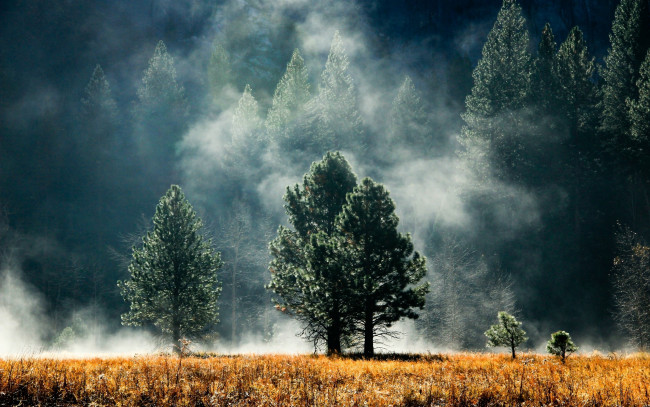 Обои картинки фото природа, деревья, туман, кустарник, лес