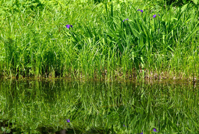 Обои картинки фото природа, другое, трава, вода, лето