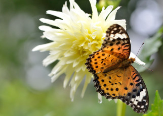 Картинка животные бабочки цветок георгина аргирей макро