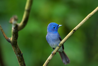 Картинка животные птицы синий