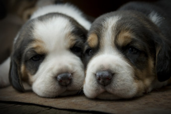 Картинка животные собаки два щенка умильные мордашки глаза взгляды