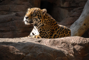 Картинка животные Ягуары камни ягуар