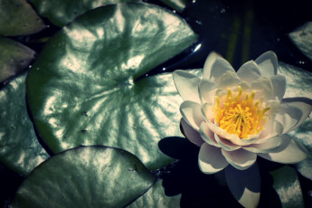 Картинка цветы лилии водяные нимфеи кувшинки нимфея
