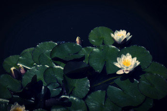 обоя цветы, лилии, водяные, нимфеи, кувшинки, река