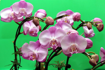 Картинка цветы орхидеи розовый ветки