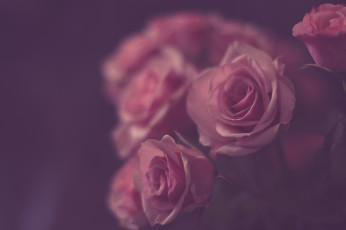 Картинка цветы розы розовый винтаж