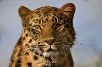 Картинка животные леопарды леопард морда