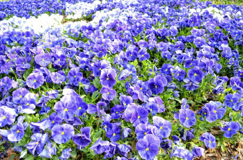 Картинка цветы анютины глазки садовые фиалки много синий