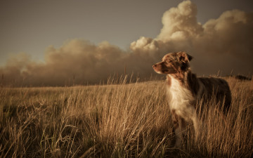 Картинка животные собаки поле закат пейзаж