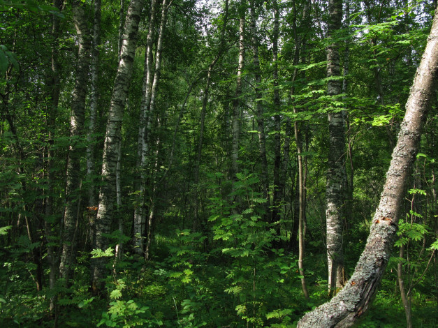 Обои картинки фото русский, лес, природа, россия, лето, деревья