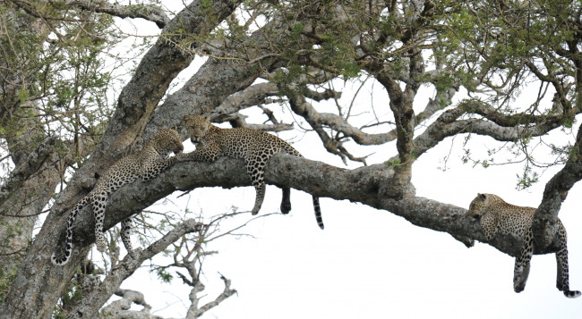 Обои картинки фото животные, леопарды, трио, дерево, отдых