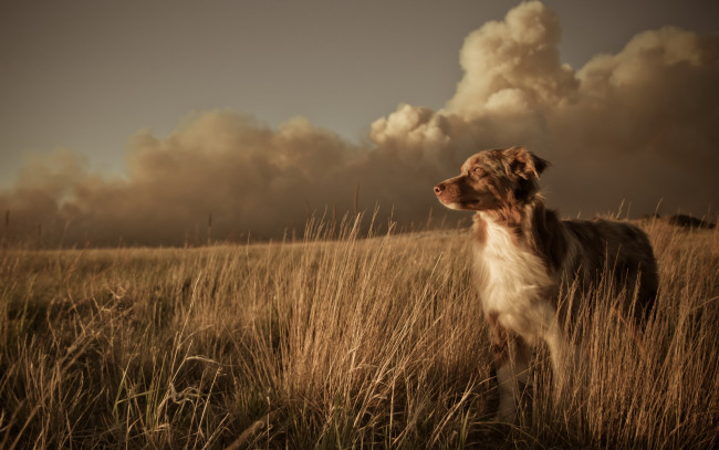 Обои картинки фото животные, собаки, поле, закат, пейзаж