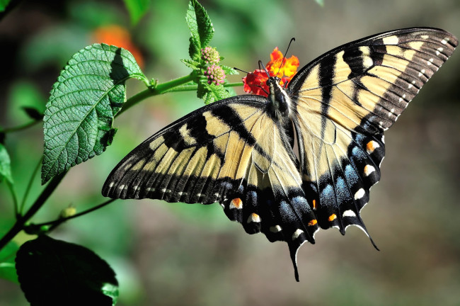 Обои картинки фото животные, бабочки, крылья, махаон