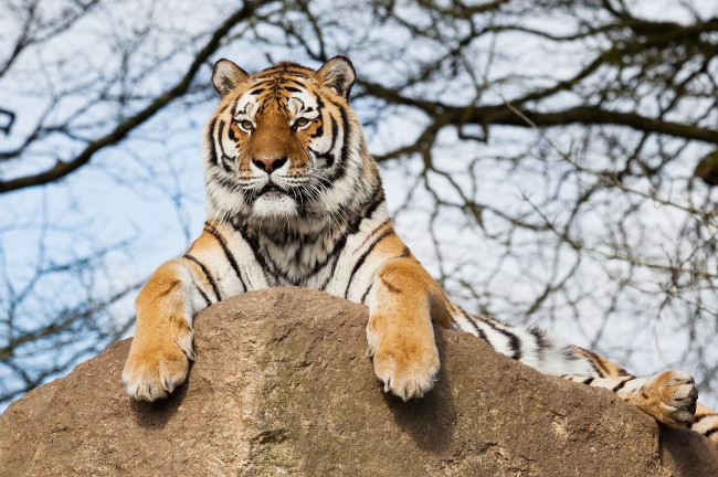 Обои картинки фото животные, тигры, амурский, тигр, камень