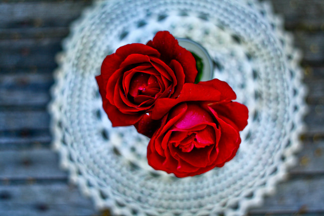 Обои картинки фото цветы, розы, салфетка, макро
