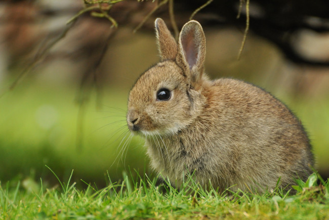 Обои картинки фото животные, кролики, зайцы, кролик, крольчонок, детёныш, трава