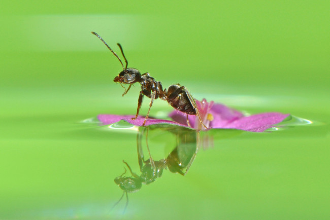 Обои картинки фото животные, насекомые, муравей, цветок, вода, отражение, макро