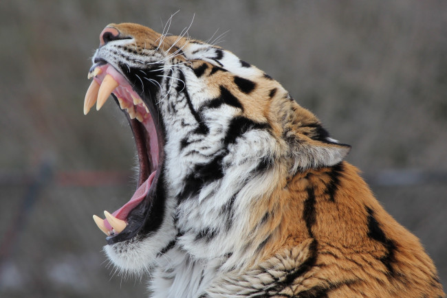 Обои картинки фото животные, тигры, зевает, пасть, клыки, морда, амурский, тигр