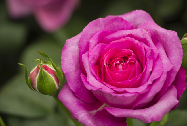 Обои картинки фото цветы, розы, розовый, макро, бутон