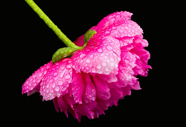 Обои картинки фото цветы, пионы, розовый, бутон, капли