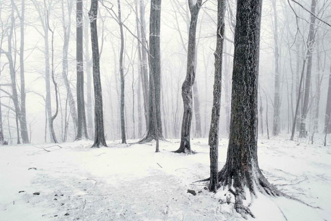 Обои картинки фото природа, лес, снег, зима, туман
