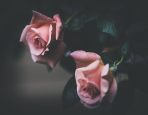Картинка цветы розы дуэт бутоны