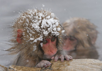 Картинка животные обезьяны вода снег детеныш макаки