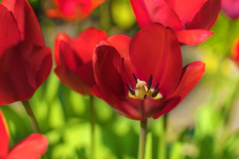 Картинка цветы тюльпаны красные лепестки макро