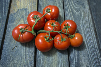 Картинка еда помидоры плоды томаты томат