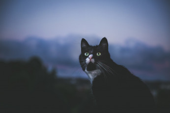 Картинка животные коты взгляд кот фон глаза