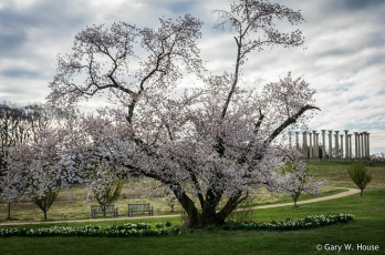 Картинка природа деревья весна