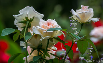 Картинка цветы розы белые