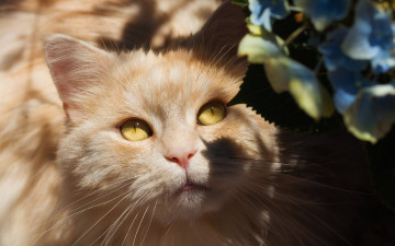 Картинка животные коты желтые глаза тени мордашка взгляд портрет пушистая кот свет кошка цветы гортензия персиковая светотень